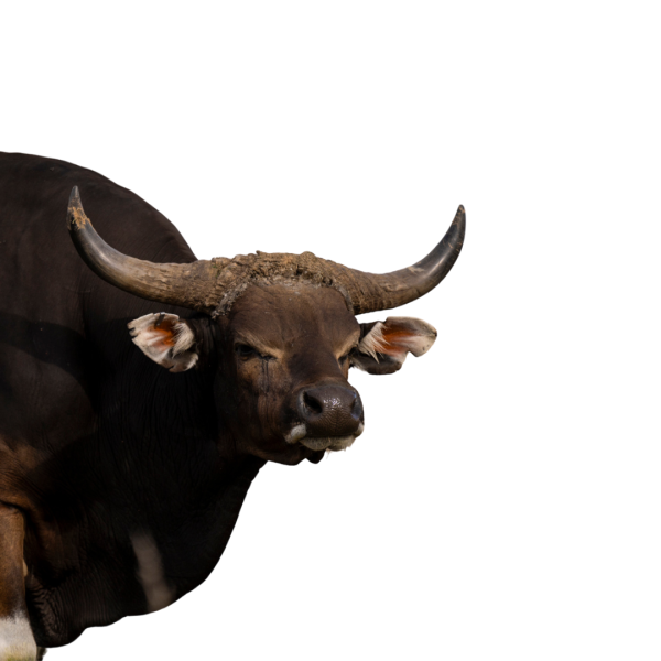 banteng
