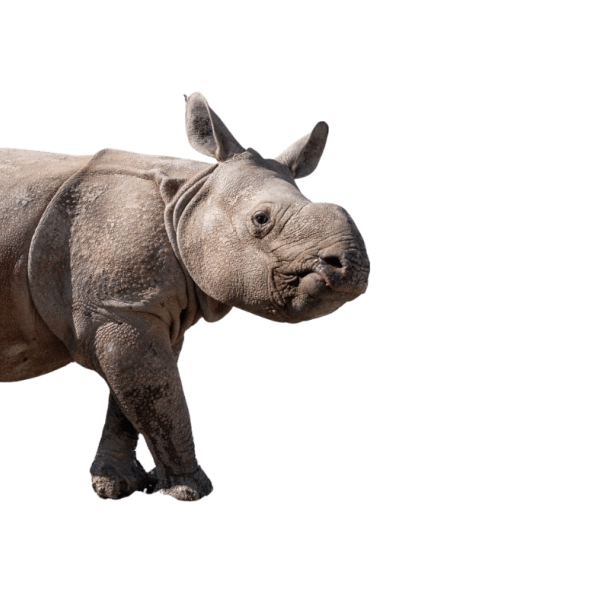 rhino