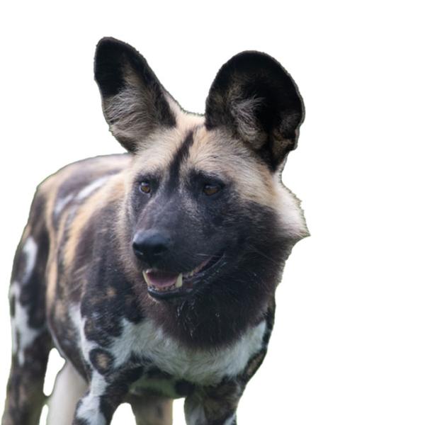 painted dog