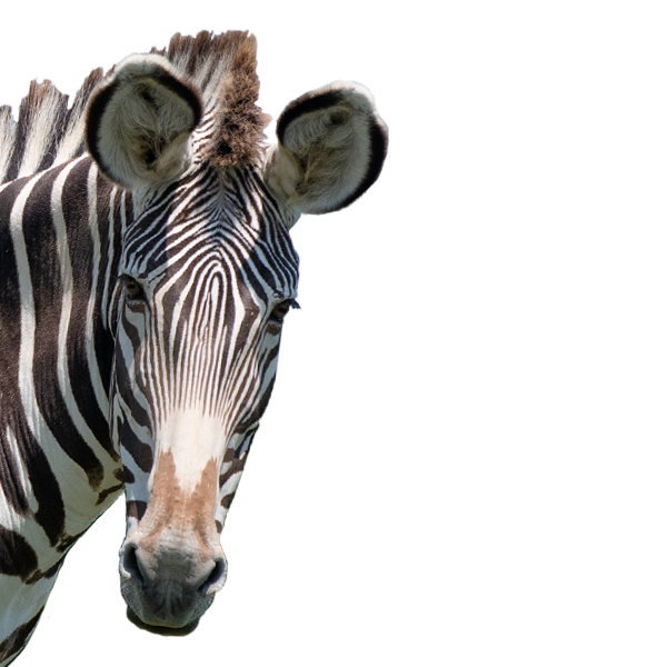 Grevys Zebra