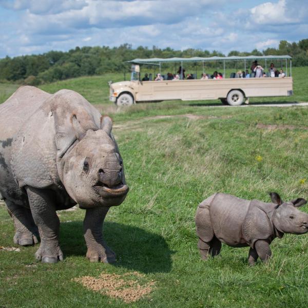 Asian one horned Rhino and calf