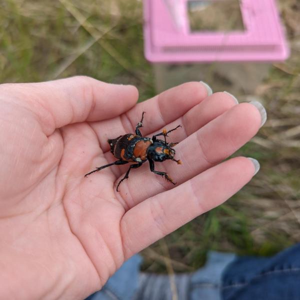 Male beetle in hand