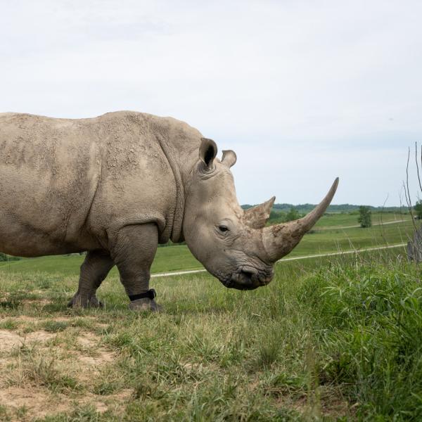 Rhino