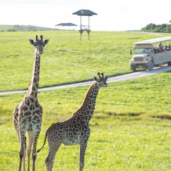 Safari Tour