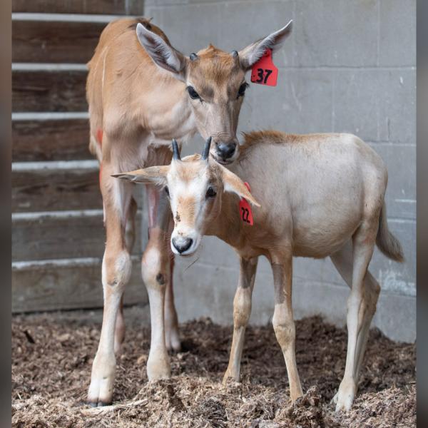 Scimitar-horned oryx calf and Eland