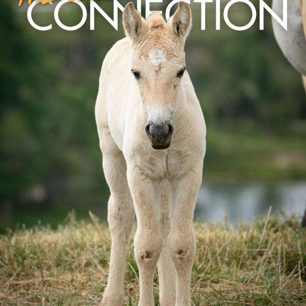 magazine cover featuring horse
