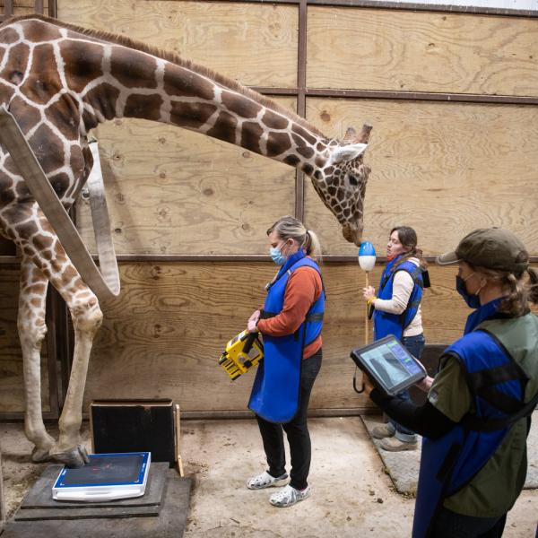 Giraffe receiving vet care