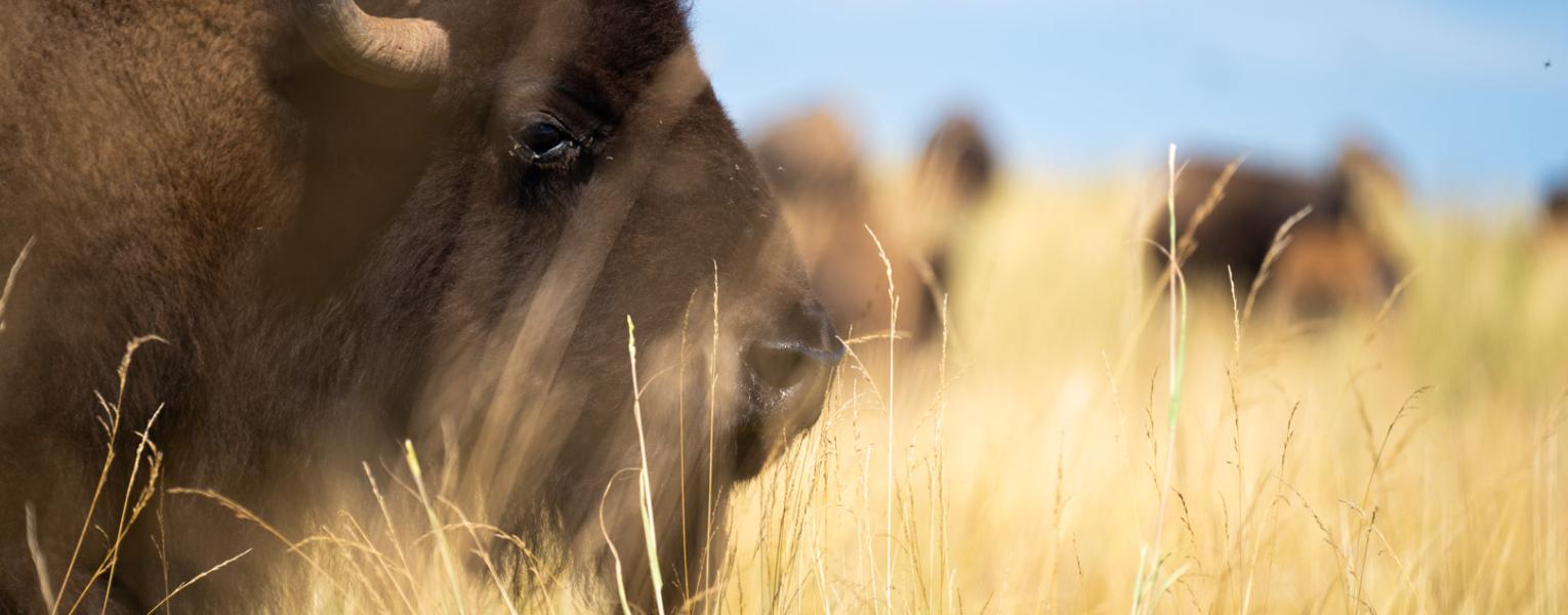 bison in field