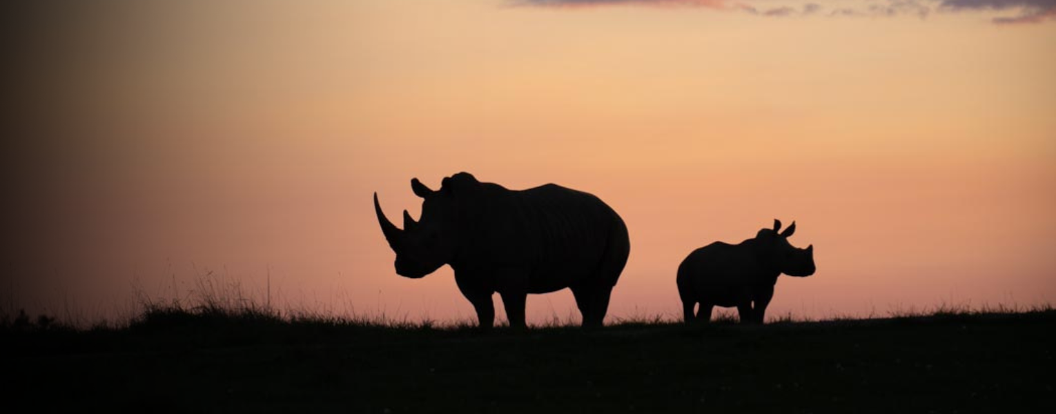 rhinos in pasture
