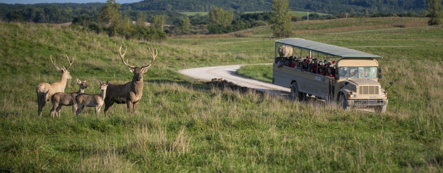 tour bus and animals in pasture