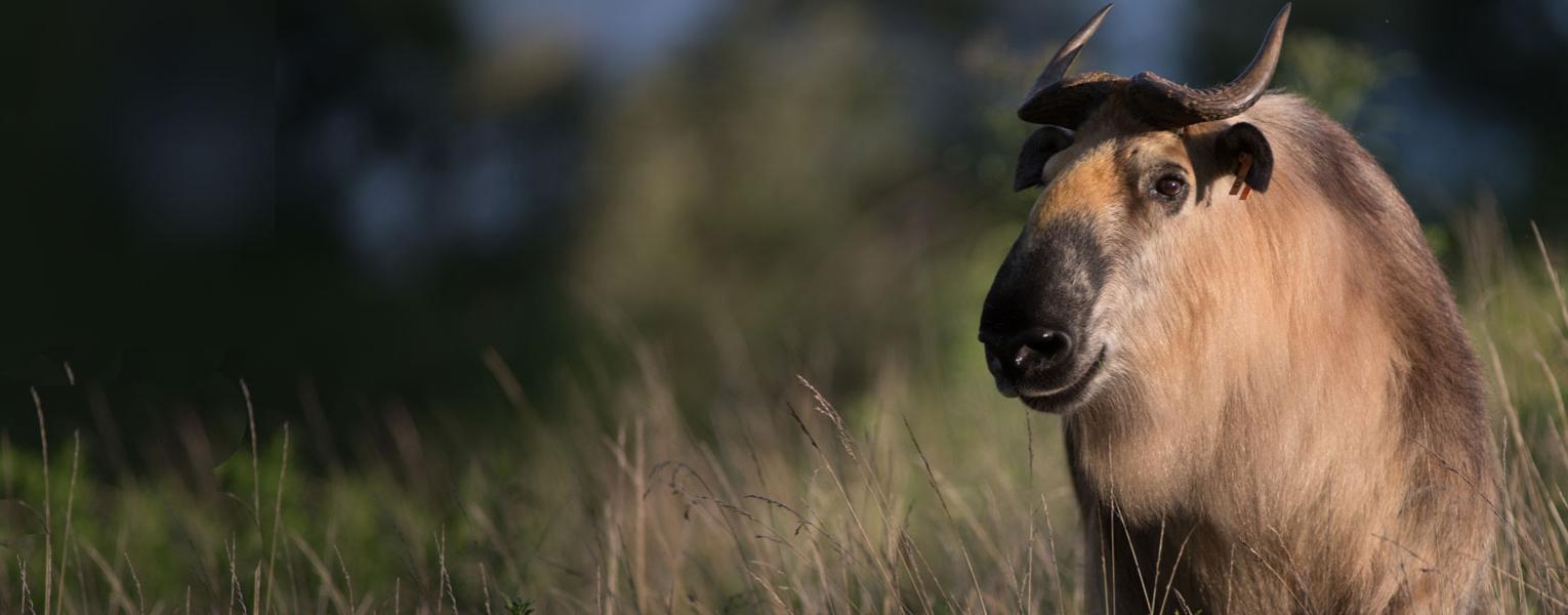 Sichuan Takin