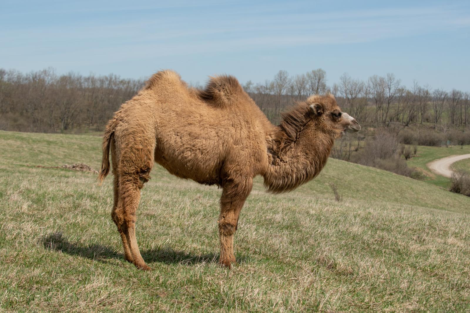 Bactrian camel