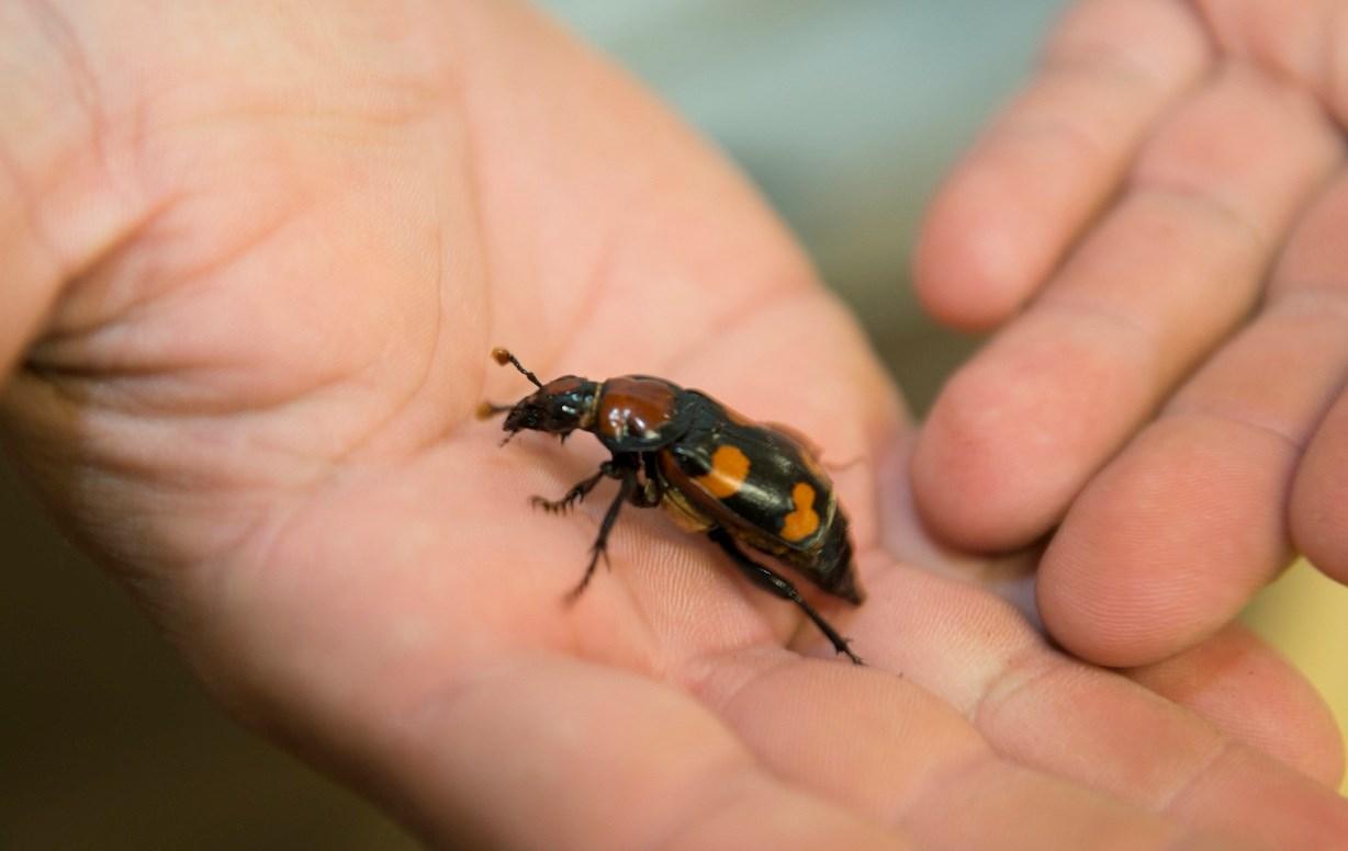american-burying-beetle-the-wilds