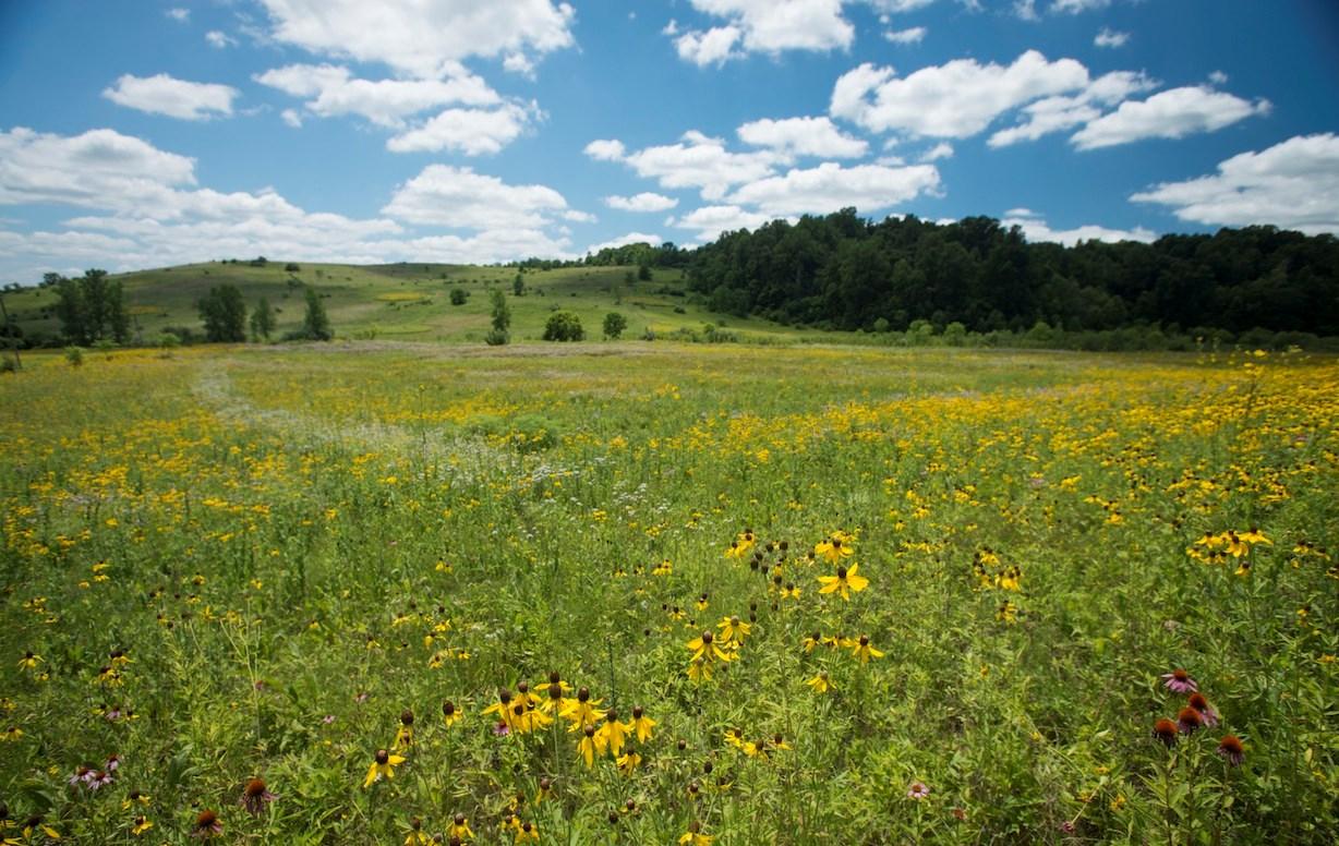 Endangered Prairie Habitat Creation in North America The Wilds