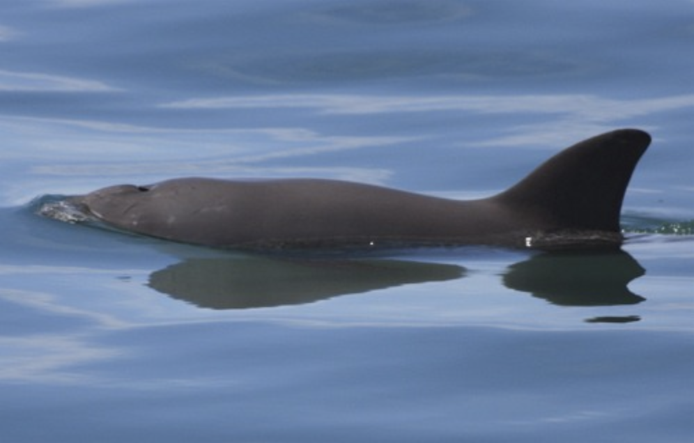 Save The Vaquita A Critically Endangered Marine Mammal The Wilds