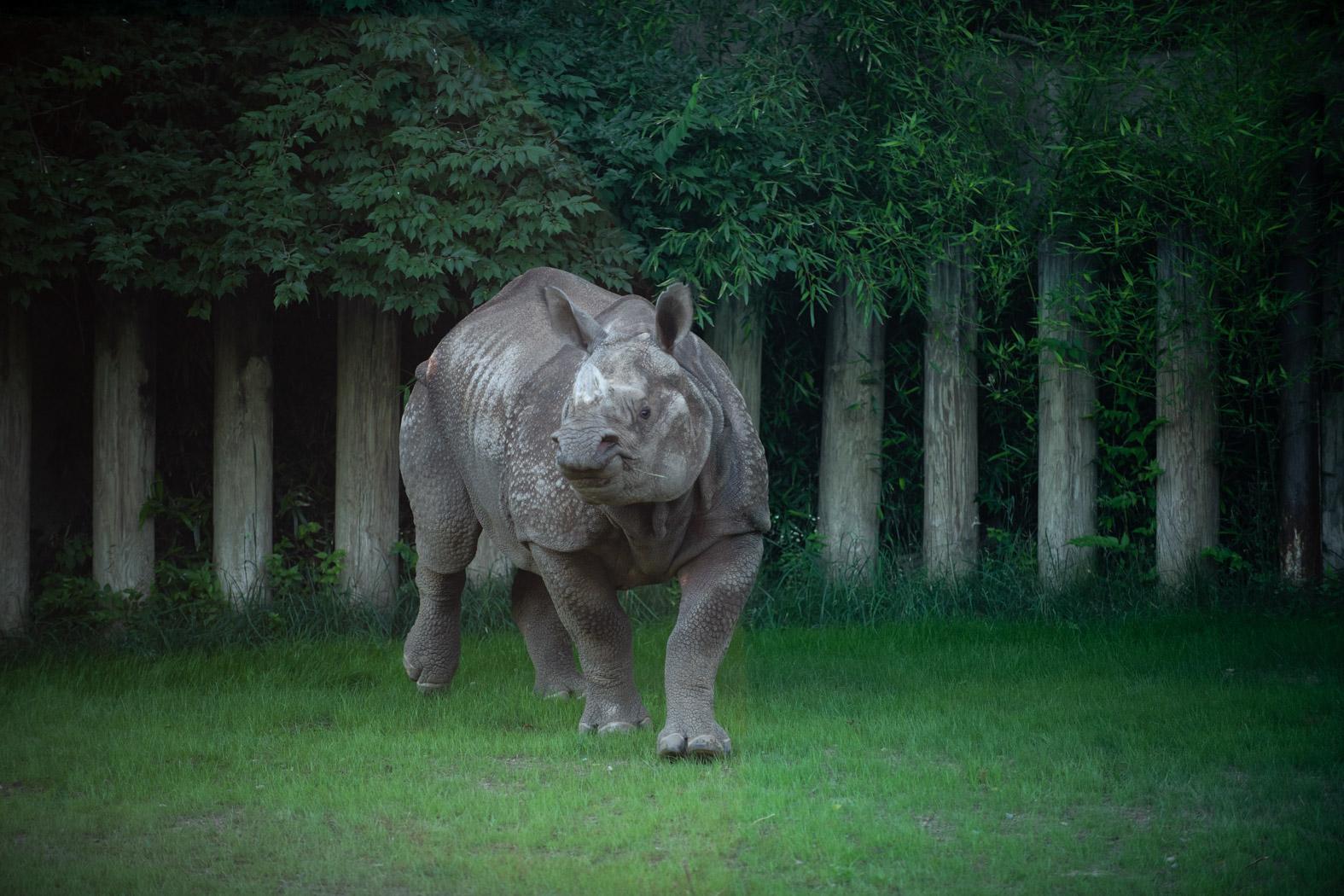 https://www.thewilds.org/sites/default/files/styles/uncropped_xl/public/assets/news/Asian-One-Horned-Rhino-Brian-6115-Grahm-S.-Jones-Columbus-Zoo-and-Aquarium.jpg?itok=k7wcHs5n