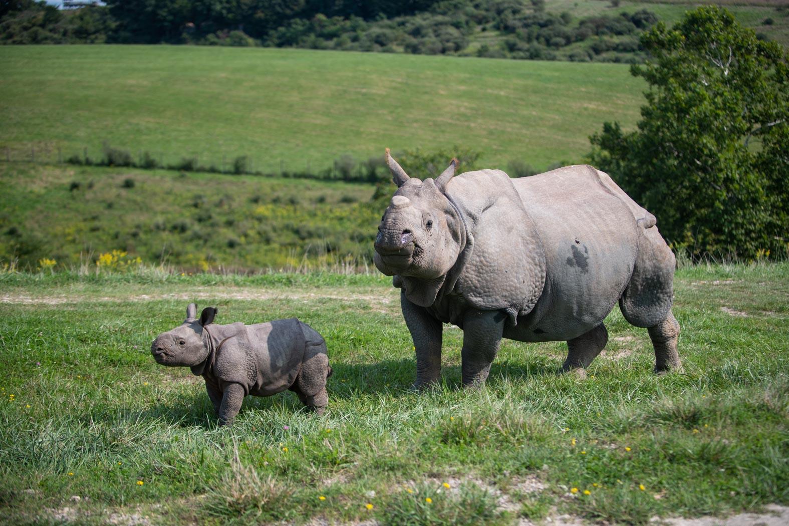 New Rhino Research Initiative | The Wilds