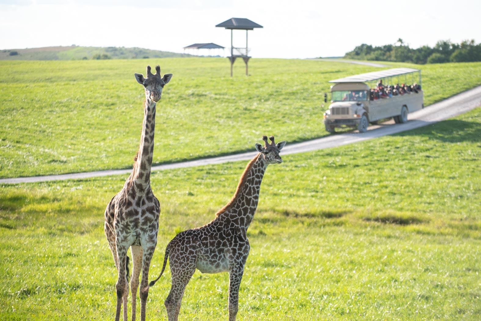 the wilds safari tour